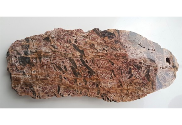 Wyjątkowa brekcja z otoczkami kwarcowymi