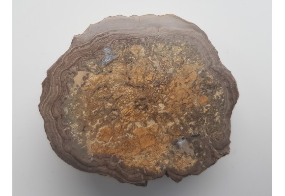 Stromatolit z okolic Zawiercia