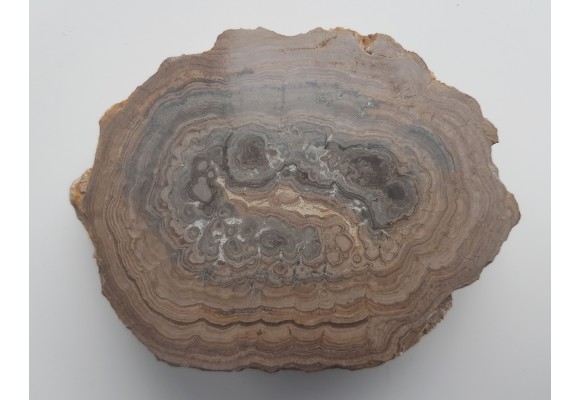 Stromatolit z okolic Zawiercia