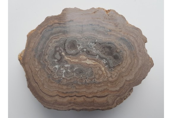 Stromatolit z okolic Zawiercia