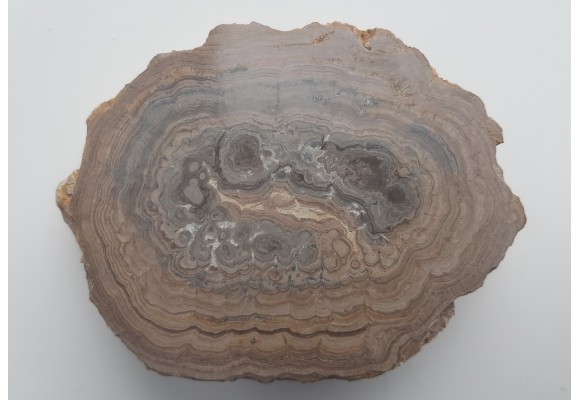 Stromatolit z okolic Zawiercia