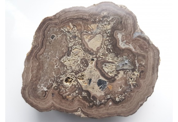 Stromatolit z okolic Zawiercia