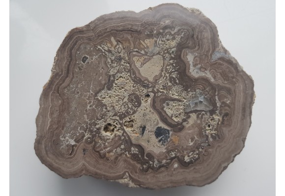 Stromatolit z okolic Zawiercia