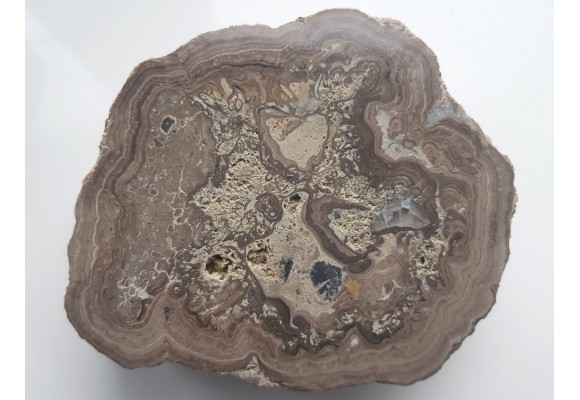 Stromatolit z okolic Zawiercia