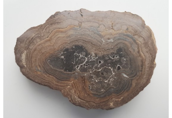 Stromatolit z okolic Zawiercia