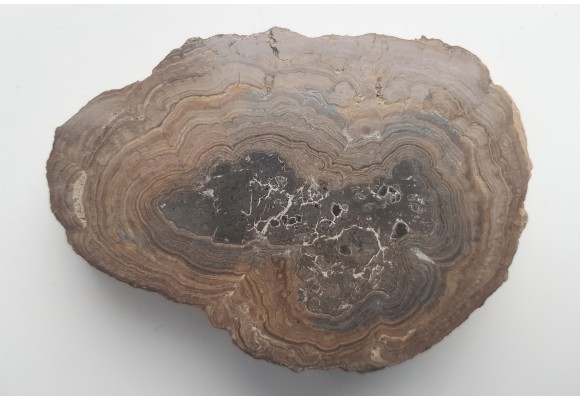 Stromatolit z okolic Zawiercia