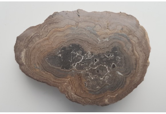 Stromatolit z okolic Zawiercia