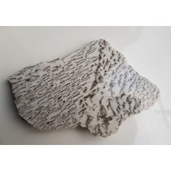 Plaster kamienia hebrajskiego z Piławy Grn.