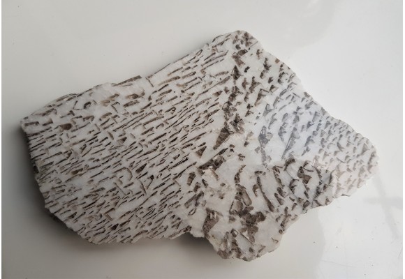 Plaster kamienia hebrajskiego z Piławy Grn.