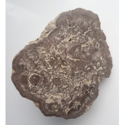 Stromatolit z okolic Zawiercia