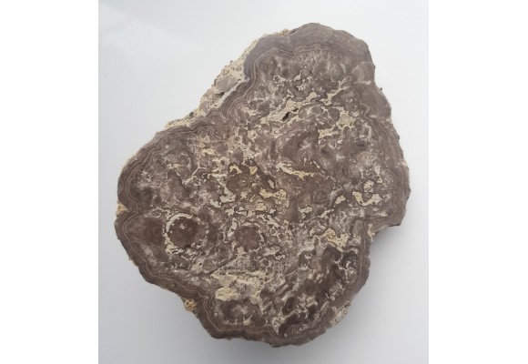 Stromatolit z okolic Zawiercia