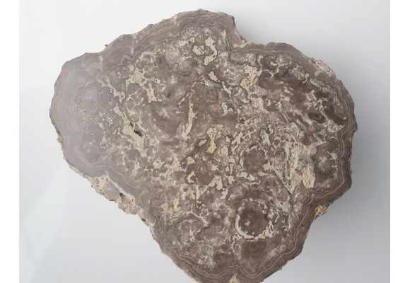 Stromatolit z okolic Zawiercia