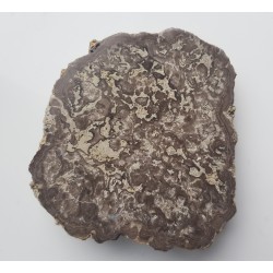 Stromatolit z okolic Zawiercia