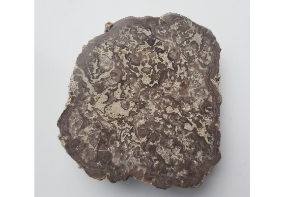 Stromatolit z okolic Zawiercia