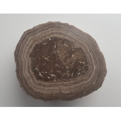 Stromatolit z okolic Zawiercia