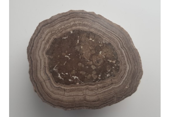 Stromatolit z okolic Zawiercia