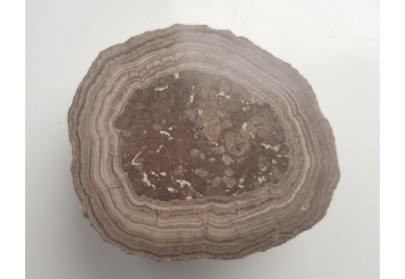 Stromatolit z okolic Zawiercia