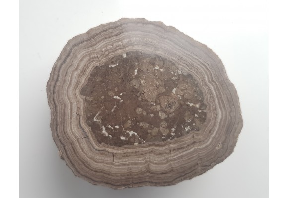 Stromatolit z okolic Zawiercia