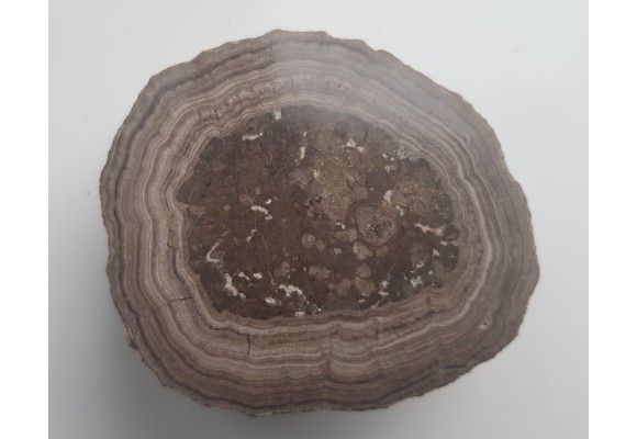 Stromatolit z okolic Zawiercia