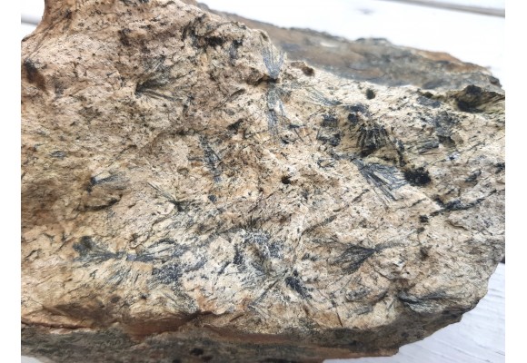 Gedryt (słońca gedrytowe) z Skisshyttan, Dalarna (Szwecja)